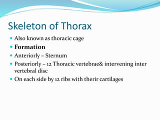 Skeleton of Thorax
 Also known as thoracic cage
 Formation
 Anteriorly – Sternum
 Posteriorly – 12 Thoracic vertebrae& intervening inter
vertebral disc
 On each side by 12 ribs with therir cartilages
 