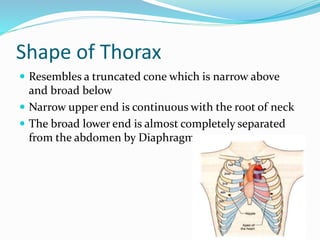 Shape of Thorax
 Resembles a truncated cone which is narrow above
and broad below
 Narrow upper end is continuous with the root of neck
 The broad lower end is almost completely separated
from the abdomen by Diaphragm
 