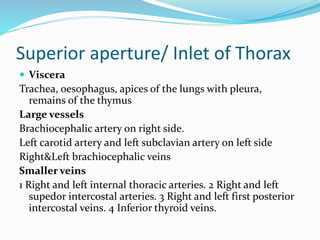 Superior aperture/ Inlet of Thorax
 Viscera
Trachea, oesophagus, apices of the lungs with pleura,
remains of the thymus
Large vessels
Brachiocephalic artery on right side.
Left carotid artery and left subclavian artery on left side
Right&Left brachiocephalic veins
Smaller veins
1 Right and left internal thoracic arteries. 2 Right and left
supedor intercostal arteries. 3 Right and left first posterior
intercostal veins. 4 Inferior thyroid veins.
 
