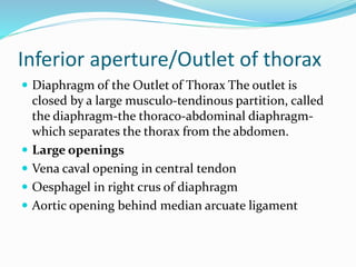 Inferior aperture/Outlet of thorax
 Diaphragm of the Outlet of Thorax The outlet is
closed by a large musculo-tendinous partition, called
the diaphragm-the thoraco-abdominal diaphragm-
which separates the thorax from the abdomen.
 Large openings
 Vena caval opening in central tendon
 Oesphagel in right crus of diaphragm
 Aortic opening behind median arcuate ligament
 