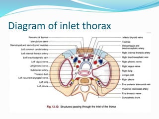 Diagram of inlet thorax
 