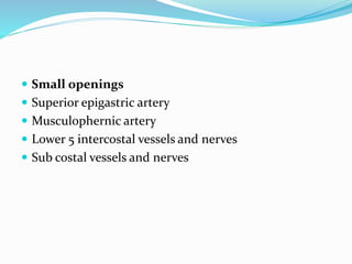  Small openings
 Superior epigastric artery
 Musculophernic artery
 Lower 5 intercostal vessels and nerves
 Sub costal vessels and nerves
 