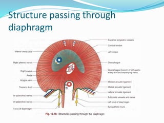 Structure passing through
diaphragm
 