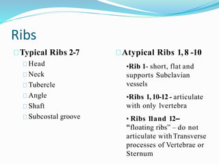 Ribs
Typical Ribs 2-7
Head
Neck
Tubercle
Angle
Shaft
Subcostal groove
Atypical Ribs 1,8 -10
•Rib 1- short, flat and
supports Subclavian
vessels
•Ribs 1,10-12 - articulate
with only 1vertebra
• Ribs 11and 12–
“floating ribs” – do not
articulate withTransverse
processes of Vertebrae or
Sternum
 