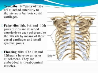 True ribs: 1– 7 pairs of ribs
are attached anteriorly to
the sternum by their costal
cartilages.
False ribs: 8th, 9th and 10th
pairs of ribs are attached
anteriorly to each other and to
the 7th rib by means of their
costal cartilages and small
synovial joints.
Floating ribs :The 11thand
12th pairs have no anterior
attachment. They are
embedded in theabdominal
muscles.
 