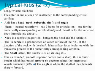 Typical Ribs (2 -7)
• Long, twisted, flat bone
• The anterior end of each rib is attached to the corresponding costal
cartilage
• Arib has a head, neck, tubercle, shaft, and angle
• Head – located posteriorly - has 2 facets for articulation – one for the
numerically corresponding vertebral body and the other for the vertebral
body immediately aboveit.
• Neck is a constricted portion - between the head and the tubercle.
• The Tubercle is a prominence on outer surface of the rib - at the
junction of the neck with the shaft. It has a facet for articulation with the
transverse process of the numerically corresponding vertebra.
• The Shaft is thin, flat and twisted on its long axis.
• It has a rounded, smooth superior border and a sharp, thin inferior
border which has costal groove (it accommodates the intercostal
vessels and nerve (VAN ) The angle is where the shaft of the rib bends
sharply forward.
 