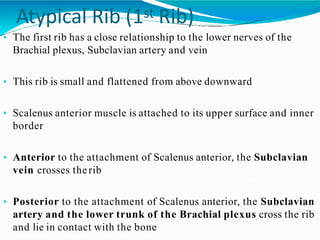 Atypical Rib (1st Rib)
• The first rib has a close relationship to the lower nerves of the
Brachial plexus, Subclavian artery and vein
• This rib is small and flattened from above downward
• Scalenus anterior muscle is attached to its upper surface and inner
border
• Anterior to the attachment of Scalenus anterior, the Subclavian
vein crosses therib
• Posterior to the attachment of Scalenus anterior, the Subclavian
artery and the lower trunk of the Brachial plexus cross the rib
and lie in contact with the bone
 