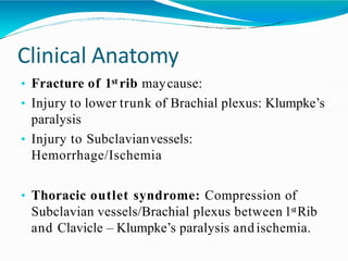 Clinical Anatomy
• Fracture of 1st rib maycause:
• Injury to lower trunk of Brachial plexus: Klumpke’s
paralysis
• Injury to Subclavianvessels:
Hemorrhage/Ischemia
• Thoracic outlet syndrome: Compression of
Subclavian vessels/Brachial plexus between 1stRib
and Clavicle – Klumpke’s paralysis and ischemia.
 