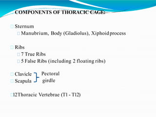 COMPONENTS OF THORACIC CAGE:
Sternum
Manubrium, Body (Gladiolus), Xiphoidprocess
Ribs
7 True Ribs
5 False Ribs (including 2 floating ribs)
Clavicle
Scapula
Pectoral
girdle
12Thoracic Vertebrae (T1- T12)
 