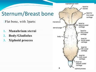 Sternum/Breast bone
Flat bone, with 3parts:
1. Manubrium sterni
2. Body/Gladiolus
3. Xiphoid process
 