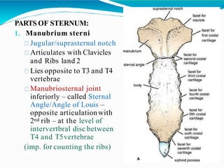 PARTS OF STERNUM:
1. Manubrium sterni
Jugular/suprasternal notch
Articulates with Clavicles
and Ribs 1and 2
Lies opposite to T3 and T4
vertebrae
Manubriosternal joint
inferiorly – called Sternal
Angle/Angle of Louis –
opposite articulationwith
2nd rib – at the level of
intervertbral disc between
T4 and T5vertebrae
(imp. for counting the ribs)
 