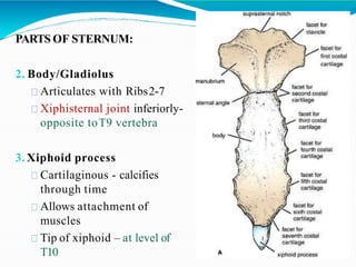 PARTS OF STERNUM:
2. Body/Gladiolus
Articulates with Ribs2-7
Xiphisternal joint inferiorly-
opposite toT9 vertebra
3. Xiphoid process
Cartilaginous - calcifies
through time
Allows attachment of
muscles
Tip of xiphoid – at level of
T10
 