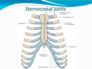 Sternocostal joints
 