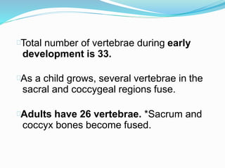 Total number of vertebrae during early
development is 33.
As a child grows, several vertebrae in the
sacral and coccygeal regions fuse.
Adults have 26 vertebrae. *Sacrum and
coccyx bones become fused.
 