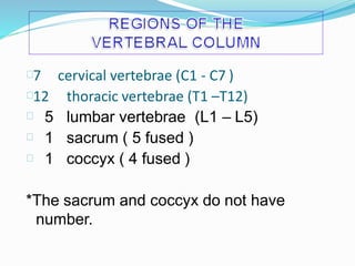 7 cervical vertebrae (C1 - C7 )
12 thoracic vertebrae (T1 –T12)
5 lumbar vertebrae (L1 – L5)
1 sacrum ( 5 fused )
1 coccyx ( 4 fused )
*The sacrum and coccyx do not have
number.
 