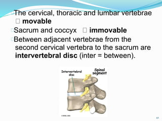 The cervical, thoracic and lumbar vertebrae
movable
Sacrum and coccyx immovable
Between adjacent vertebrae from the
second cervical vertebra to the sacrum are
intervertebral disc (inter = between).
42
 