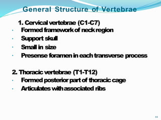 General Structure of Vertebrae
44
1. Cervicalvertebrae (C1-C7)
•
•
•
•
Formedframeworkof neckregion
Support skull
Smallin size
Presenseforamenineachtransverse process
2. Thoracicvertebrae (T1-T12)
•
•
Formedposteriorpartof thoraciccage
Articulateswithassociated ribs
 
