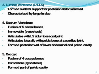 3. LumbarVertebrae (L1-L5)
45
•
•
Formedskeletalsupportforposteriorabdominalwall
Characterizedbylargeinsize
4. Sacrum Vertebrae
•
•
•
•
•
Fusionof 5sacralbones
Immovable(synostosis)
ArticulateswithL5atlumbosacraljoint
Articulateslaterallywithpelvicboneatsacroiliacjoint.
Formedposteriorwallof lowerabdominalandpelvic cavity
5. Coccyx
•
•
•
Fusionof 4coccyxbones
Immovable(synostosis)
Formedpartof pelviccavity
 
