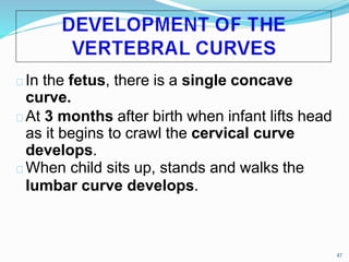 In the fetus, there is a single concave
curve.
At 3 months after birth when infant lifts head
as it begins to crawl the cervical curve
develops.
When child sits up, stands and walks the
lumbar curve develops.
47
 