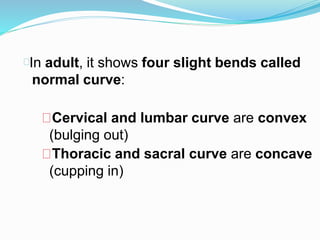 In adult, it shows four slight bends called
normal curve:
Cervical and lumbar curve are convex
(bulging out)
Thoracic and sacral curve are concave
(cupping in)
 