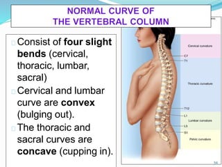 Consist of four slight
bends (cervical,
thoracic, lumbar,
sacral)
Cervical and lumbar
curve are convex
(bulging out).
The thoracic and
sacral curves are
concave (cupping in).
54
 