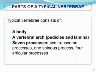 Typical vertebrae consists of:
◦ A body
◦ A vertebral arch (pedicles and lamina)
◦ Seven processes: two transverse
processes, one spinous process, four
articular processes
58
 