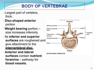 Largest part of vertebra,
thick.
Disc-shaped anterior
portion
Weight bearing portion –
size increases inferiorly
Its inferior and superior
surfaces are roughened and
give attachment to the
intervertebral disc.
Anterior and lateral
surfaces contain nutrient
foramina – pathway for
blood vessels.
59
 