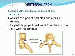 Extend backwards from the body of the
vertebra.
Consists of a pair of pedicles and a pair of
laminae.
The pedicle project backward from the body to
unite with the laminae.
60
 