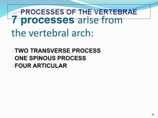 7 processes arise from
the vertebral arch:
TWO TRANSVERSE PROCESS
ONE SPINOUS PROCESS
FOUR ARTICULAR
29
 