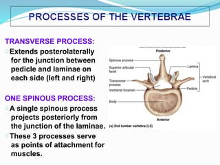 TRANSVERSE PROCESS:
Extends posterolaterally
for the junction between
pedicle and laminae on
each side (left and right)
ONE SPINOUS PROCESS:
A single spinous process
projects posteriorly from
the junction of the laminae.
These 3 processes serve
as points of attachment for
muscles.
 