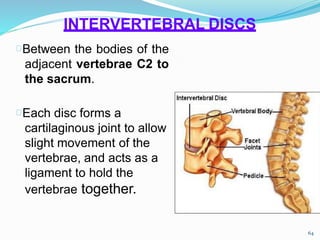 Between the bodies of the
adjacent vertebrae C2 to
the sacrum.
Each disc forms a
cartilaginous joint to allow
slight movement of the
vertebrae, and acts as a
ligament to hold the
vertebrae together.
64
INTERVERTEBRAL DISCS
 