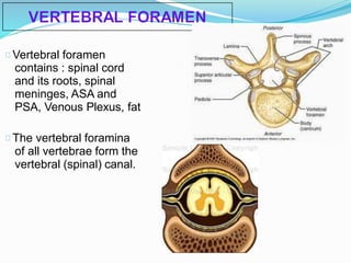 Vertebral foramen
contains : spinal cord
and its roots, spinal
meninges, ASA and
PSA, Venous Plexus, fat
The vertebral foramina
of all vertebrae form the
vertebral (spinal) canal.
 