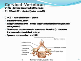 69
C1-C7 (formedframeworkof theneck)
C1, C2 andC7 – atypical(looks weird!!!)
C3-C6 – havesimilarities– typical
◦ Smallerbodies, short
◦ Largervertebralarch– hencelargervertebralforamen(cervical
enlargement)
◦ Transverseprocessconsisttransverseforamina@ foramen
transversarium(vertebral artery)
◦ Spinousprocessshortandbifid
Cervical Vertebrae
 