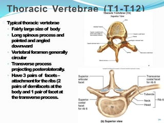 Typicalthoracic vertebrae
◦ Fairlylargesizeof body
◦ Longspinousprocessand
pointedandangled
downward
◦ Vertebralforamengenerally
circular
◦ Transverseprocess
projectingposterolaterally
.
◦ Have3 pairs of facets–
attachmentfortheribs(2
pairsof demifacetsatthe
bodyand1pairof facetat
thetransverseprocess.
Thoracic Vertebrae (T1-T12)
70
 