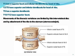 71
T1hasasuperiorfacetandinferiordemifacetsforheadof ribs.
T2-T8havesuperiorandinferiordemifacetsforheadof ribs.
T9hasasuperiordemifacets
T10-T12havesuperior facet.
Movementsof thethoracicvertebraearelimitedbythinintervetebraldisc
andbyattachmentof theribstothesternum(sternocostaljnt).
 