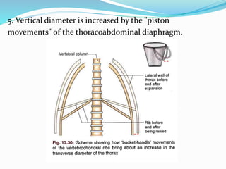 5. Vertical diameter is increased by the "piston
movements" of the thoracoabdominal diaphragm.
 