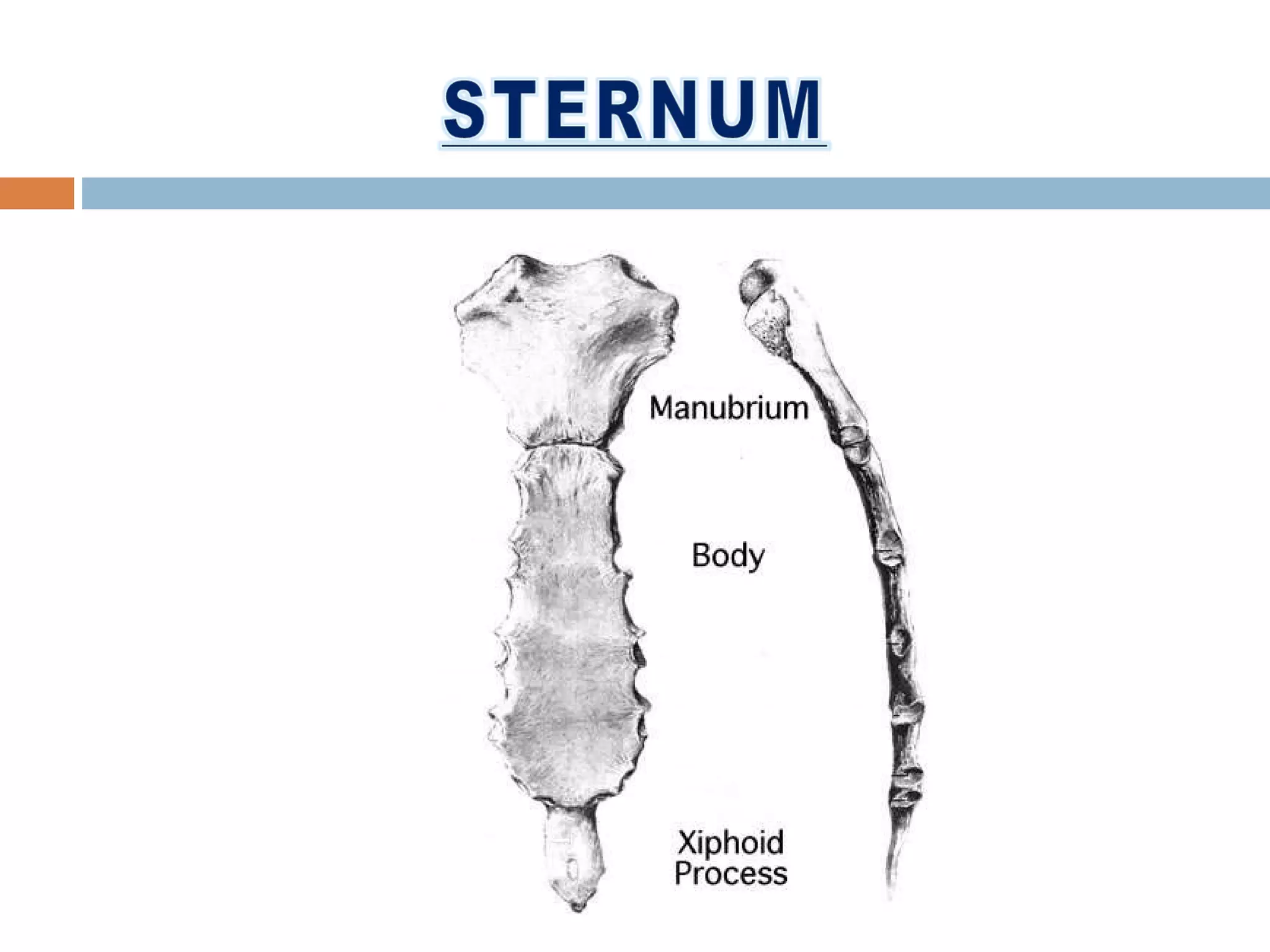 Thorax and abdomen & pelvis | PPT