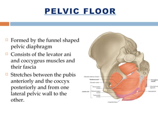 Thorax and abdomen & pelvis | PPT