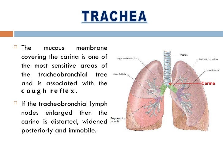 Thorax and abdomen & pelvis