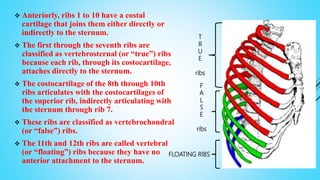  Anteriorly, ribs 1 to 10 have a costal
cartilage that joins them either directly or
indirectly to the sternum.
 The first through the seventh ribs are
classified as vertebrosternal (or “true”) ribs
because each rib, through its costocartilage,
attaches directly to the sternum.
 The costocartilage of the 8th through 10th
ribs articulates with the costocartilages of
the superior rib, indirectly articulating with
the sternum through rib 7.
 These ribs are classified as vertebrochondral
(or “false”) ribs.
 The 11th and 12th ribs are called vertebral
(or “floating”) ribs because they have no
anterior attachment to the sternum.
T
R
U
E
ribs
F
A
L
S
E
ribs
FLOATING RIBS
 