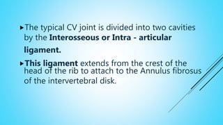 The typical CV joint is divided into two cavities
by the Interosseous or Intra - articular
ligament.
This ligament extends from the crest of the
head of the rib to attach to the Annulus fibrosus
of the intervertebral disk.
 