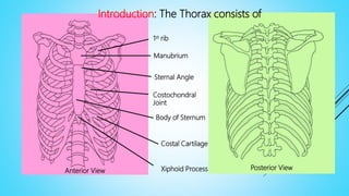 Anterior View Posterior View
1st rib
Manubrium
Sternal Angle
Costochondral
Joint
Body of Sternum
Costal Cartilage
Xiphoid Process
Introduction: The Thorax consists of
 