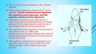  The CT joint is surrounded by a thin, fibrous
capsule.
 Three major ligaments support the CT joint
capsule - lateral costotransverse ligament,
the costotransverse ligament, and the
superior costotransverse ligament.
 The lateral costotransverse ligament is a
short, stout band located between the lateral
portion of the costal tubercle and the tip of
the corresponding transverse process.
 The costotransverse ligament is composed of
short fibers that run within the
costotransverse foramen between the neck of
the rib posteriorly and the transverse process
at the same level.
 The superior costotransverse ligament runs
from the crest of the neck of the rib to the
inferior border of the cranial transverse
process.
 