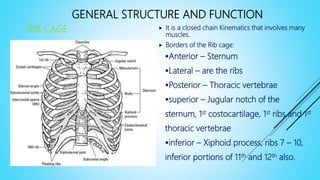 GENERAL STRUCTURE AND FUNCTION
RIB CAGE  It is a closed chain Kinematics that involves many
muscles.
 Borders of the Rib cage:
Anterior – Sternum
Lateral – are the ribs
Posterior – Thoracic vertebrae
superior – Jugular notch of the
sternum, 1st costocartilage, 1st ribs and 1st
thoracic vertebrae
inferior – Xiphoid process, ribs 7 – 10,
inferior portions of 11th and 12th also.
 