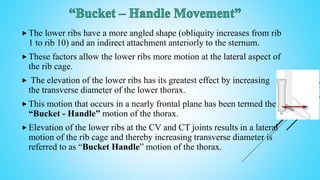 The lower ribs have a more angled shape (obliquity increases from rib
1 to rib 10) and an indirect attachment anteriorly to the sternum.
 These factors allow the lower ribs more motion at the lateral aspect of
the rib cage.
 The elevation of the lower ribs has its greatest effect by increasing
the transverse diameter of the lower thorax.
 This motion that occurs in a nearly frontal plane has been termed the
“Bucket - Handle” motion of the thorax.
 Elevation of the lower ribs at the CV and CT joints results in a lateral
motion of the rib cage and thereby increasing transverse diameter is
referred to as “Bucket Handle” motion of the thorax.
 