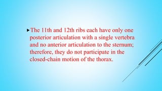 The 11th and 12th ribs each have only one
posterior articulation with a single vertebra
and no anterior articulation to the sternum;
therefore, they do not participate in the
closed-chain motion of the thorax.
 