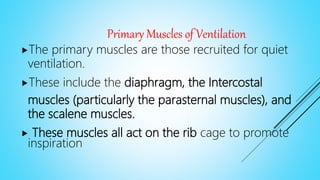 Primary Muscles of Ventilation
The primary muscles are those recruited for quiet
ventilation.
These include the diaphragm, the Intercostal
muscles (particularly the parasternal muscles), and
the scalene muscles.
 These muscles all act on the rib cage to promote
inspiration
 