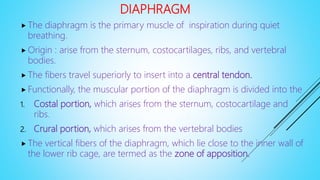 DIAPHRAGM
 The diaphragm is the primary muscle of inspiration during quiet
breathing.
 Origin : arise from the sternum, costocartilages, ribs, and vertebral
bodies.
 The fibers travel superiorly to insert into a central tendon.
 Functionally, the muscular portion of the diaphragm is divided into the
1. Costal portion, which arises from the sternum, costocartilage and
ribs.
2. Crural portion, which arises from the vertebral bodies
 The vertical fibers of the diaphragm, which lie close to the inner wall of
the lower rib cage, are termed as the zone of apposition.
 