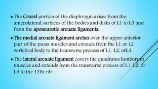 The Crural portion of the diaphragm arises from the
anterolateral surfaces of the bodies and disks of L1 to L3 and
from the aponeurotic arcuate ligaments.
The medial arcuate ligament arches over the upper anterior
part of the psoas muscles and extends from the L1 or L2
vertebral body to the transverse process of L1, L2, orL3.
The lateral arcuate ligament covers the quadratus lumborum
muscles and extends from the transverse process of L1, L2, or
L3 to the 12th rib.
 