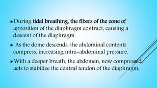 During tidal breathing, the fibers of the zone of
apposition of the diaphragm contract, causing a
descent of the diaphragm.
 As the dome descends, the abdominal contents
compress, increasing intra-abdominal pressure.
With a deeper breath, the abdomen, now compressed,
acts to stabilize the central tendon of the diaphragm.
 